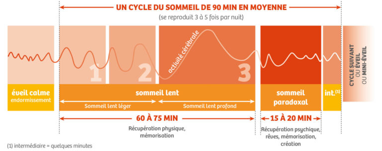 Le sommeil Paradoxal définition phase trouble